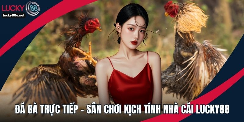 Đá gà trực tiếp