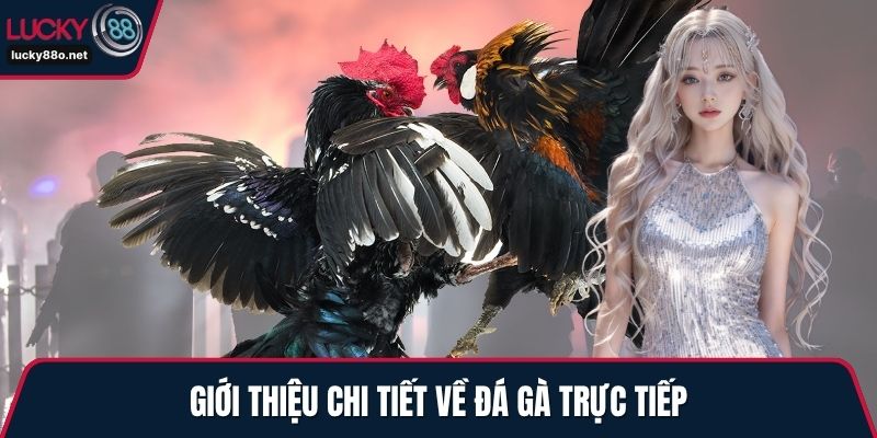Giới thiệu chi tiết về đá gà trực tiếp